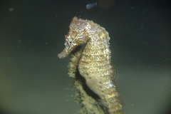 Hippocampus kuda