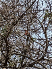 Cardinalis cardinalis