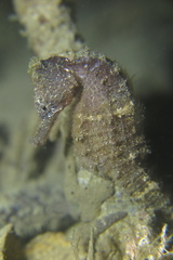 Hippocampus kuda