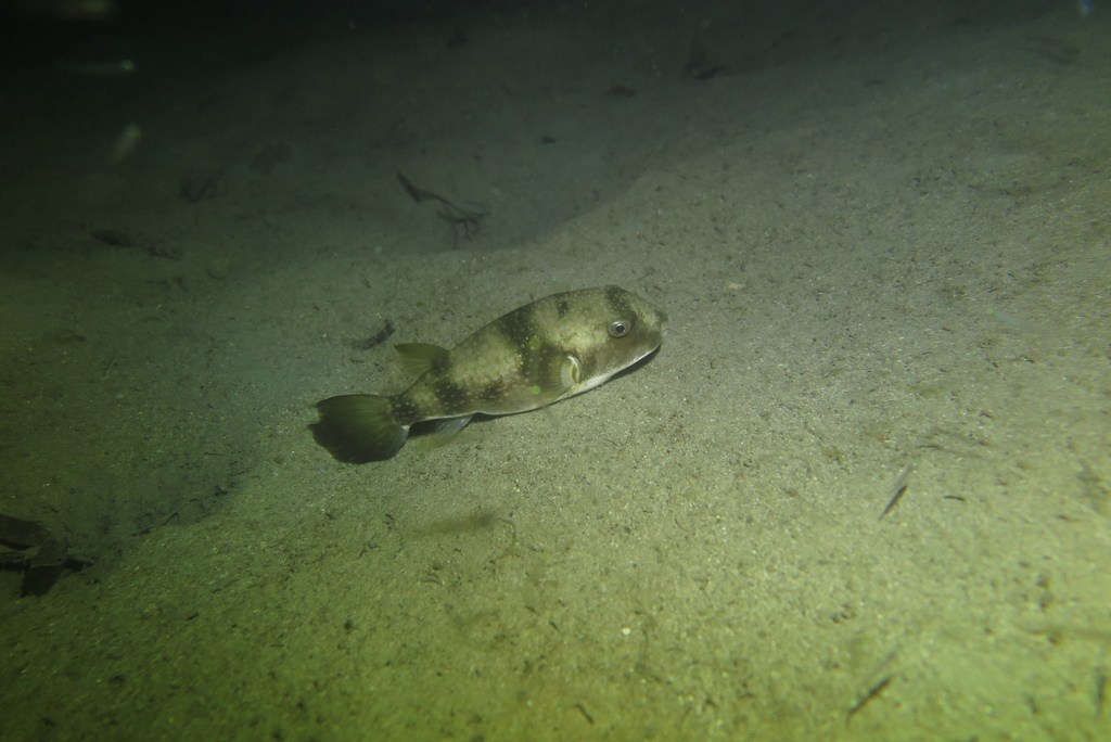 Broadhead puffer (Chelonodon laticeps) — Tetraodontidae