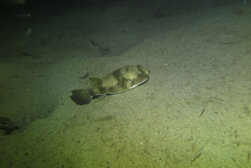 Broadhead puffer (Chelonodon laticeps) — Tetraodontidae