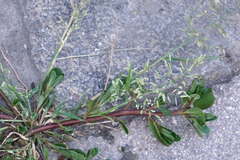 Eragrostis minor