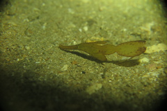 Solenostomus cyanopterus