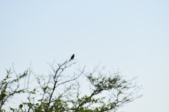 Falco sparverius