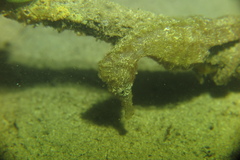 Hippocampus kuda