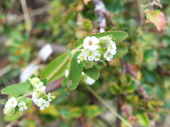 Euphorbia lasiocarpa
