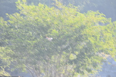Falco sparverius