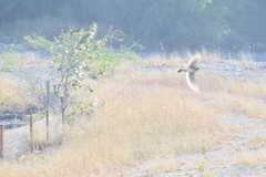 Falco sparverius
