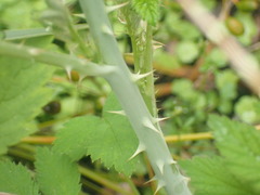 Rubus cockburnianus