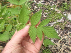 Rubus cockburnianus