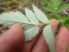 Rubus cockburnianus