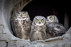 Bubo virginianus magellanicus