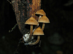 Galerina sideroides