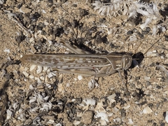 Schistocerca gregaria