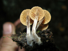 Galerina sideroides