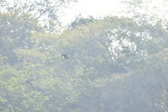 Falco sparverius