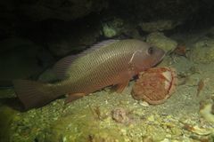 Lutjanus argentimaculatus