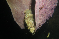 Scorpaenidae