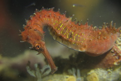 Hippocampus histrix