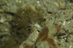Nudipleura