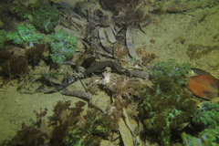 Brotula multibarbata