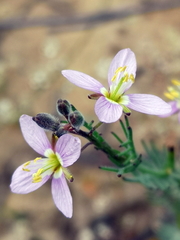 Heliophila digitata