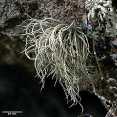 Ramalina cuspidata