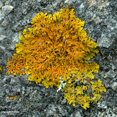 Xanthoria aureola