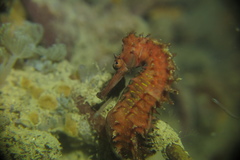 Hippocampus histrix