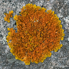 Xanthoria calcicola