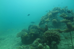 Caesio lunaris