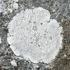 Lecanora bicincta