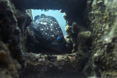 Epinephelus coeruleopunctatus