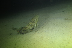 Epinephelus