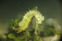 Hippocampus histrix