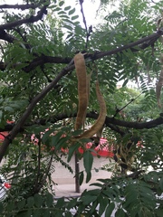 Fabaceae