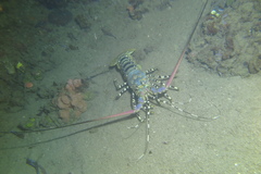 Panulirus ornatus