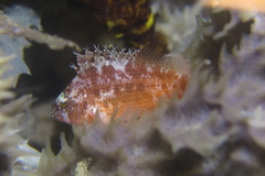 Cyprinocirrhites polyactis