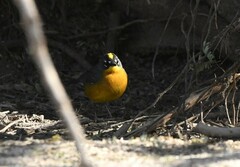 Basileuterus lachrymosus