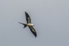 Elanoides