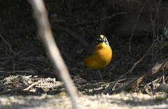 Basileuterus lachrymosus