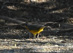 Basileuterus lachrymosus