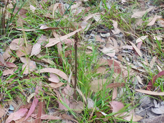 Dipodium roseum