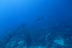 Rachycentron canadum