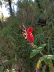 Salvia gesneriiflora
