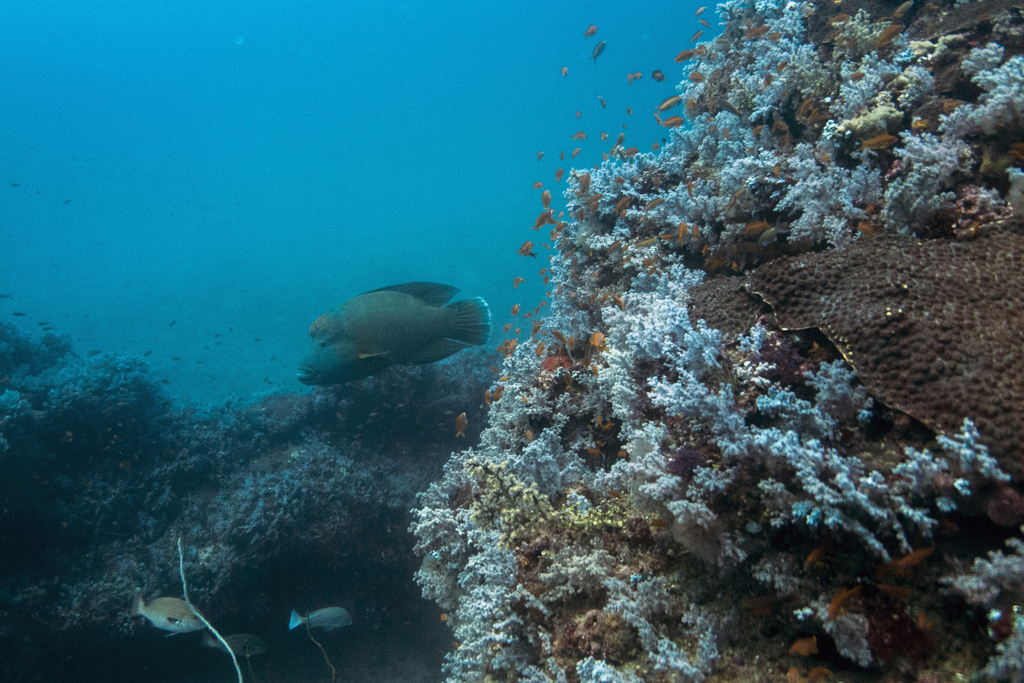 Humphead wrasse