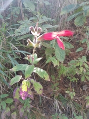 Salvia gesneriiflora