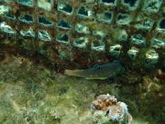 Canthigaster solandri