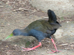 Pardirallus nigricans