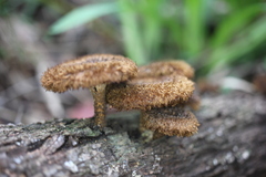 Lentinus stuppeus